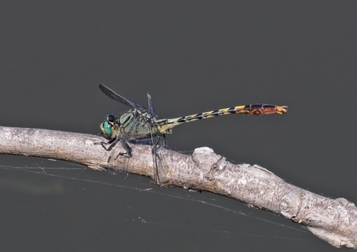 Male
4 June 2018  Marshall, KY